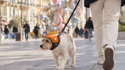 Perro pequeño con el protector auditivo SORA naranja paseando por una calle de Valencia durante las Fallas