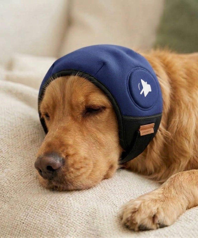Perro dorado dormido en un sofá con el protector auditivo SORA azul marino puesto
