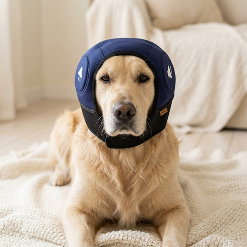 Golden retriever tranquilo en casa con el protector auditivo SORA azul marino puesto